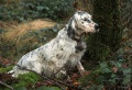 Setter Anglais DIANE DES SAGNES DES MILLE SOURCES Setter Anglais DIANE DES SAGNES DES MILLE SOURCES
